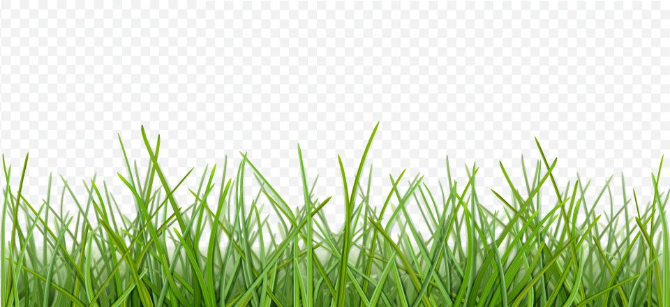 How to Remove the White Background from an Image to Make it Transparent in Photoshop